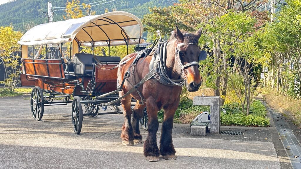 今日は九重の夢の吊橋に朝一来ています